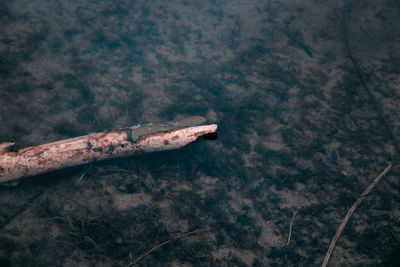 High angle view of tree trunk in forest