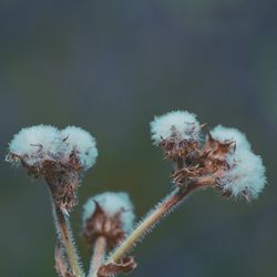 Close-up of flowering plant