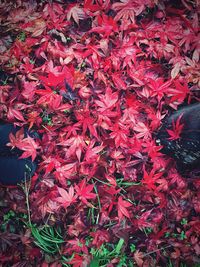 Full frame shot of leaves