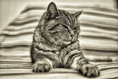 Close-up of cat on fabric