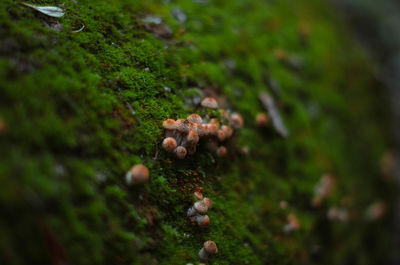 Close-up of mushroom growing on field