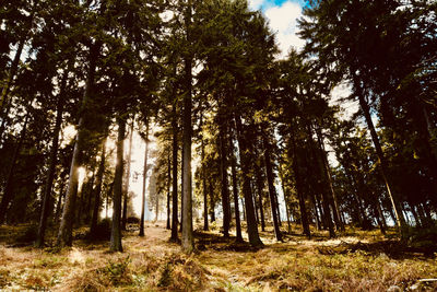 Low angle view of trees in forest