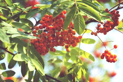 Close-up of red berries on tree