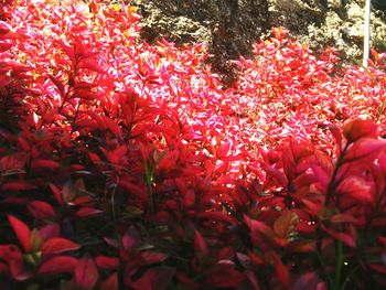 Close-up of red flowers against trees at night