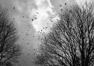 Silhouette of birds by bare tree