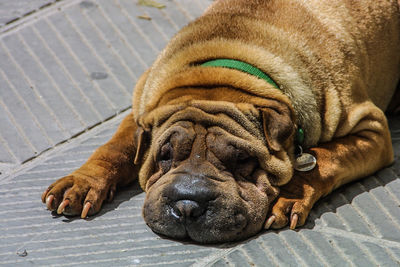 Close-up of tiger lying down