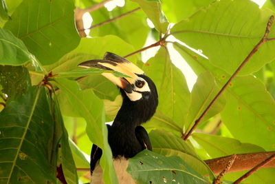 View of a bird on branch