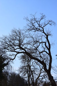 Low angle view of bare tree against clear sky