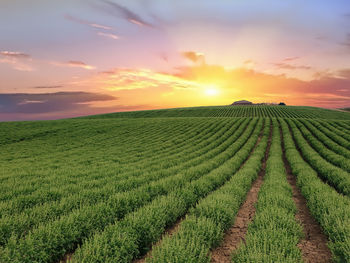 Scenic view of agricultural field against sky during sunset