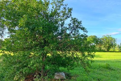 Trees on field against sky