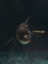 High angle view of penguin swimming in sea