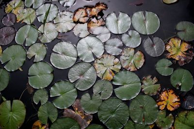 Close-up of leaves in water