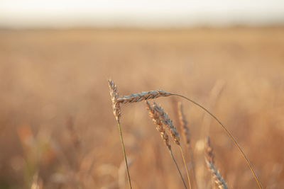 Ears of wheat or rye growing in the field at sunset. field of rye during the harvest period