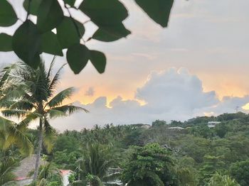 Scenic view of palm trees against sky