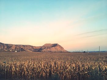 Scenic view of farm against clear blue sky