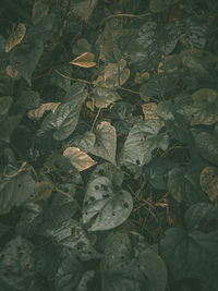High angle view of leaves on field