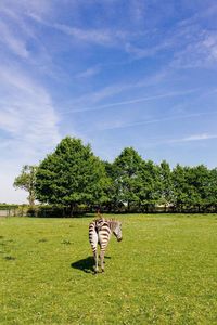 Full length of zebra standing on field