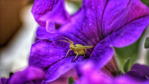 Close-up of insect on purple flower