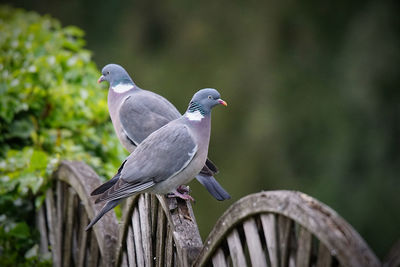 Close-up of bird perching on a plant