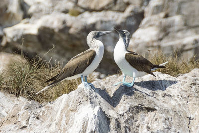 Two blue-footed boobies