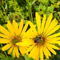 Honey bee on yellow flower