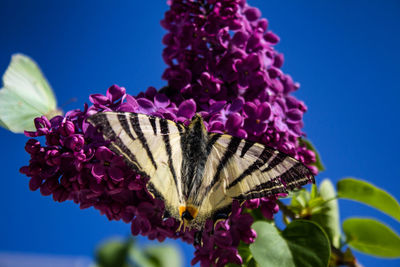 Close-up of butterfly pollinating on pink flower