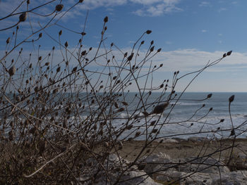 Plants growing on beach against sky