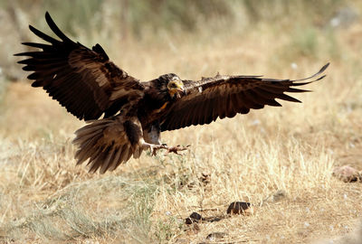 Bird flying over a field