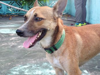 Close-up of dog standing outdoors