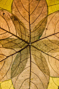 Full frame shot of tree leaves