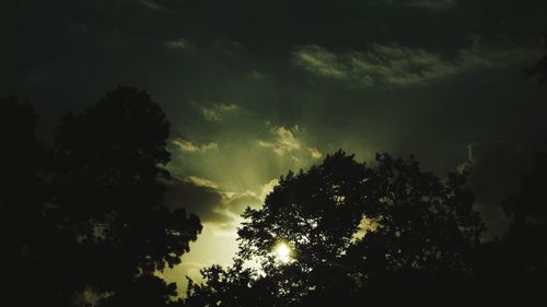 Low angle view of trees against sky