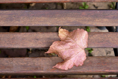 Autumn leaf on wooden planks of a bench