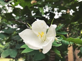 Close-up of white flowering plant