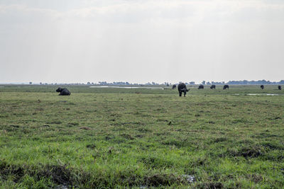 View of sheep on grassy field