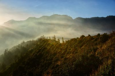 Plants growing on land against sky