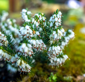 Close-up of white flowering plant