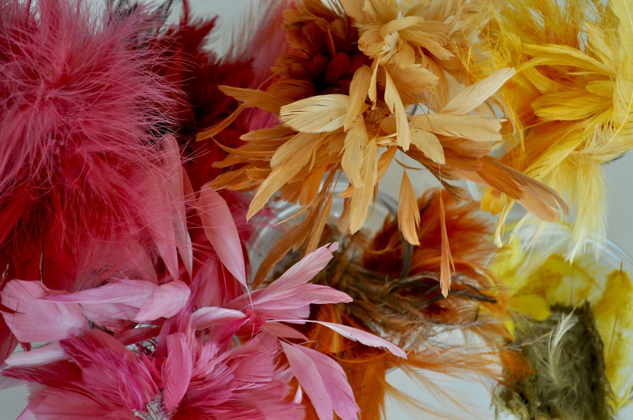 CLOSE-UP OF COLORFUL FLOWERS