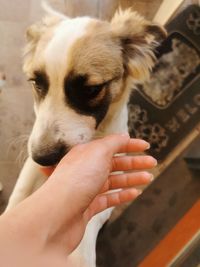 Close-up of hand holding dog
