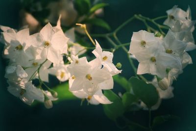 Close-up of white flowering plants