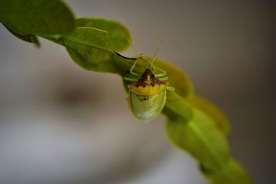 Close-up of insect on leaf