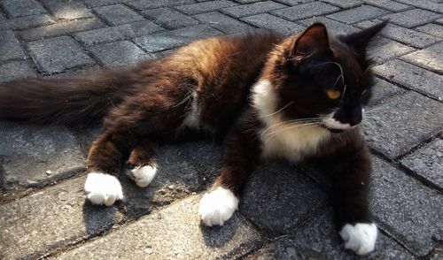 High angle view of cat on footpath