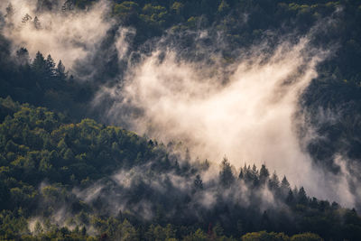 Rising steam over the black forest after a rain shower