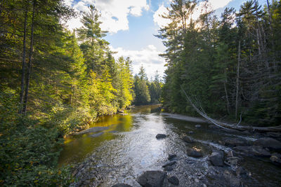 Scenic view of river stream amidst trees in forest