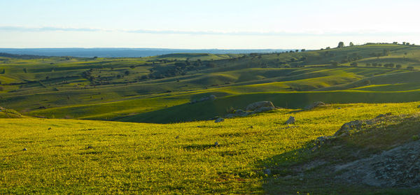 Scenic view of agricultural field against sky