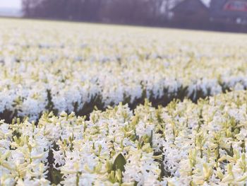 Flowers growing in field