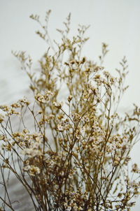 Low angle view of flowering plants on field against sky