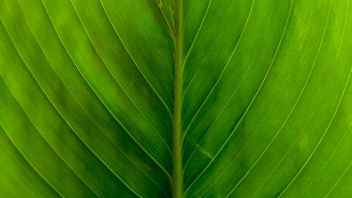 Full frame shot of palm leaves