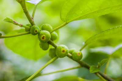 Close-up of fruit growing on tree