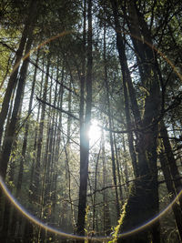 Low angle view of trees in forest