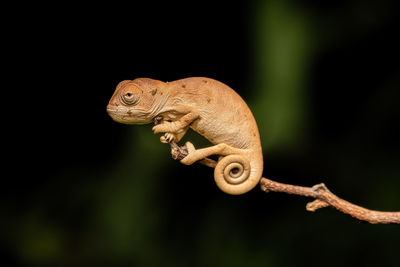 Malagasy giant